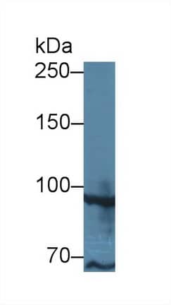 Western Blot TAF2 Antibody