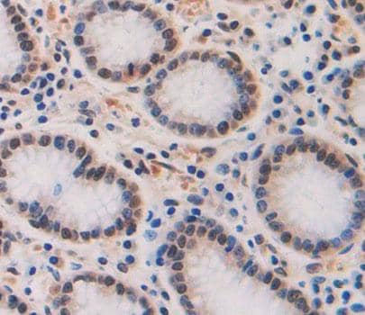 Immunohistochemistry-Paraffin TAF2 Antibody