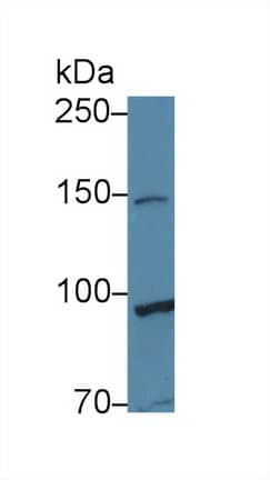 Western Blot TAF2 Antibody