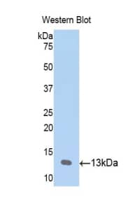 Western Blot CCL23/Ck beta 8-1/MIP3 Antibody - BSA Free