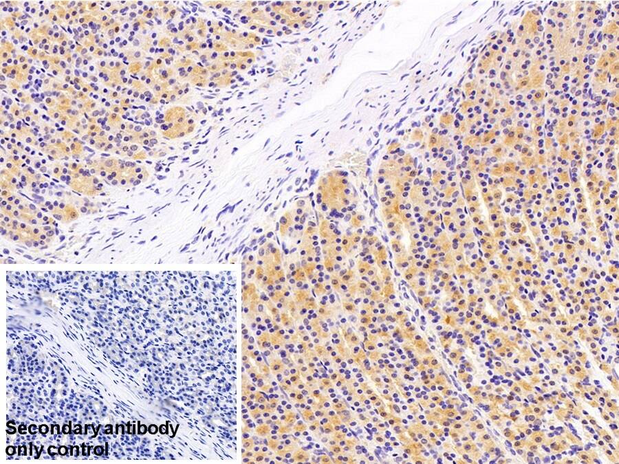 Immunohistochemistry-Paraffin: ACF Antibody [NBP3-42352] - DAB staining on IHC-P; Samples: Human Stomach Tissue; Primary Ab: 10ug/ml NBP3-42352