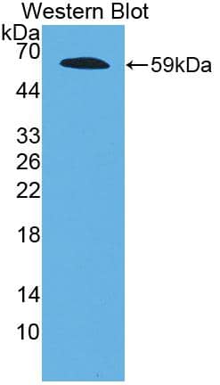 Western Blot: Fibrillin 2 Antibody [NBP3-42353] - Sample: Recombinant protein.