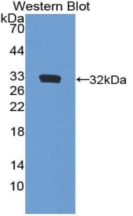 Western Blot: FBN3 Antibody [NBP3-42357] - Sample: Recombinant protein.