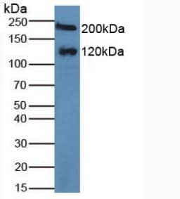 Western Blot MGAM Antibody - BSA Free