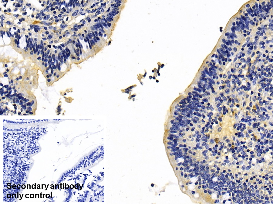 Immunohistochemistry-Paraffin MGAM Antibody - BSA Free