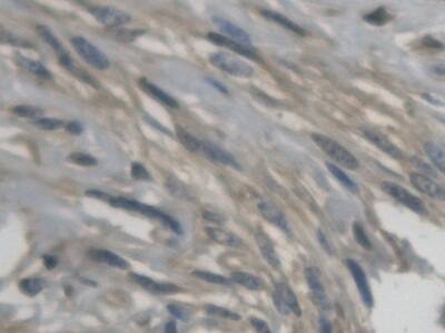Immunohistochemistry-Paraffin Kallikrein 9 Antibody - BSA Free
