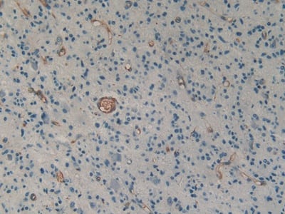 Immunohistochemistry-Paraffin Urotensin-2 Antibody