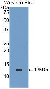 Western Blot Urotensin-2 Antibody