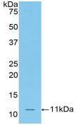 Western Blot: CCL12/MCP-5 Antibody [NBP3-42367] - Sample: Recombinant protein.