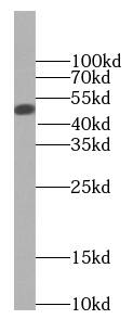 Western Blot: BCS1L Antibody (9G10) [NBP3-42922] - COLO 320 cells were subjected to SDS PAGE followed by western blot with (BCS1L antibody) at dilution of 1:1000