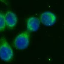 Immunocytochemistry/ Immunofluorescence: Pancreatic Amylase Alpha Antibody (1C7) [NBP3-42927] - Immunofluorescent analysis of BxPC-3 cells using (Amylase, alpha antibody) at dilution of 1:25 and Alexa Fluor 488-conjugated Goat Anti-Mouse IgG(H+L)