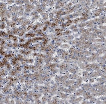 Immunohistochemistry: Apolipoprotein L1 Antibody (5E2) [NBP3-42929] - Immunohistochemistry of paraffin-embedded human liver using (Apolipoprotein L1 antibody) at dilution of 1:50