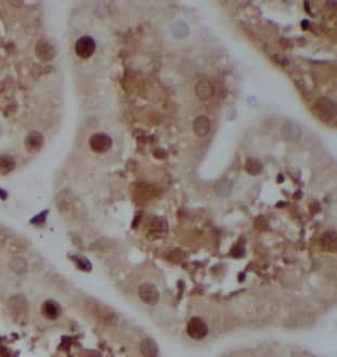 Immunohistochemistry: CISD2 Antibody (8A0) [NBP3-42942] - Immunohistochemistry of paraffin-embedded human kidney using (CISD2 antibody) at dilution of 1:50