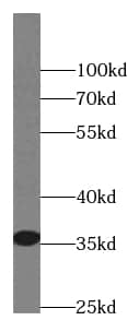 Western Blot: SCGF/CLEC11a Antibody (8C9) [NBP3-42943] - human heart tissue were subjected to SDS PAGE followed by western blot with (SCGF/CLEC11a Antibody) at dilution of 1:1000