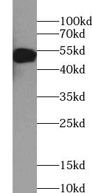 Western Blot: SS18L1 Antibody (7A7) [NBP3-42947] - NIH/3T3 cells were subjected to SDS PAGE followed by western blot with (SS18L1 antibody) at dilution of 1:3000