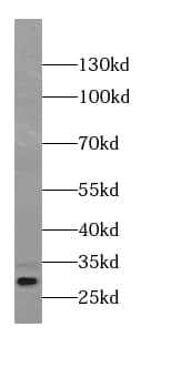 Western Blot: beta B1 Crystallin Antibody (2D8) [NBP3-42949] - C6 cells were subjected to SDS PAGE followed by western blot with (beta B1 Crystallin Antibody) at dilution of 1:1000