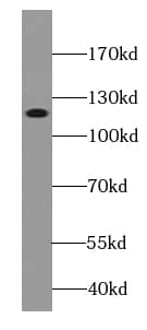 Western Blot CTAGE1 Antibody (4F3)