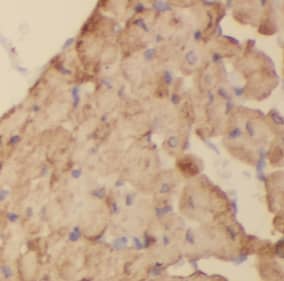 Immunohistochemistry: Cullin 4a Antibody (5A7) [NBP3-42951] - Immunohistochemistry of paraffin-embedded human heart tissue slide using (Cullin 4a Antibody) at dilution of 1:200