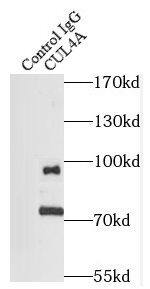 Immunoprecipitation: Cullin 4a Antibody (5A7) [NBP3-42951] - IP Result of anti-Cullin 4a (IP:FNab02077, 4ug; Detection:FNab02077 1:500) with MCF-7 cells lysate 2800ug.