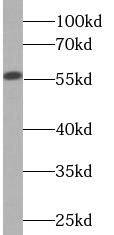 Western Blot: Cytochrome P450 2D6 Antibody (2C1) [NBP3-42954] - HepG2 cells were subjected to SDS PAGE followed by western blot with (Cytochrome P450 2D6 Antibody) at dilution of 1:1000