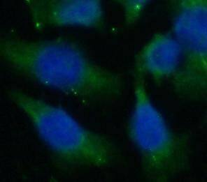 Immunocytochemistry/ Immunofluorescence: Cytoglobin Antibody (7F6) [NBP3-42955] - Immunofluorescent analysis of HeLa cells using (Cytoglobin antibody) at dilution of 1:50 and Alexa Fluor 488-conjugated Goat Anti-Mouse IgG(H+L)