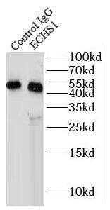 Immunoprecipitation: ECHS1 Antibody (1H0) [NBP3-42960] - IP Result of anti-ECHS1 (IP:FNab02624, 3ug; Detection:FNab02624 1:500) with PC-3 cells lysate 3000ug.