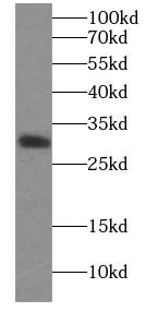 Western Blot: ECHS1 Antibody (1H0) [NBP3-42960] - HepG2 cells were subjected to SDS PAGE followed by western blot with (ECHS1 antibody) at dilution of 1:1000