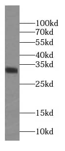 Western Blot: EEF1B2 Antibody (8A11) [NBP3-42961] - HEK-293 cells were subjected to SDS PAGE followed by western blot with (EEF1B2 Antibody) at dilution of 1:2000