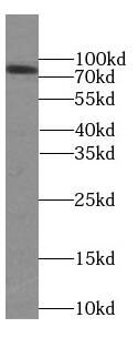 Western Blot: FAF1 Antibody (9H10) [NBP3-42969] - HEK-293 cells were subjected to SDS PAGE followed by western blot with (FAF1 antibody) at dilution of 1:1000