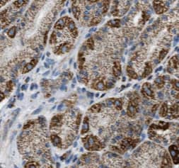 Immunohistochemistry FUT9 Antibody (2B6)