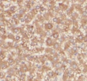 Immunohistochemistry: Membrin Antibody (8G6) [NBP3-42976] - Immunohistochemistry of paraffin-embedded human liver slide using (Membrin Antibody) at dilution of 1:50