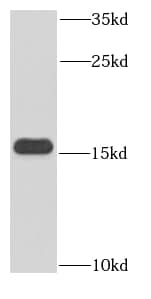 Western Blot: Hemoglobin epsilon Antibody (6G7) [NBP3-42981] - K562 cells were subjected to SDS PAGE followed by western blot with (Hemoglobin epsilon-Specific Antibody) at dilution of 1:300