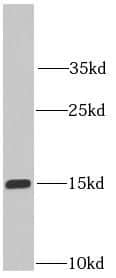 Western Blot: IFITM2 Antibody (9C2) [NBP3-42983] - HepG2 cells were subjected to SDS PAGE followed by western blot with (IFITM2-specific antibody) at dilution of 1:1000