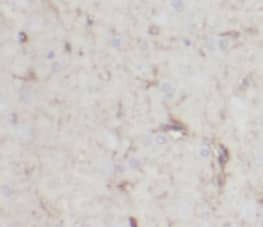 Immunohistochemistry: NCALD Antibody (9G5) [NBP3-43004] - Immunohistochemistry of paraffin-embedded human cerebellum using (NCALD antibody) at dilution of 1:50