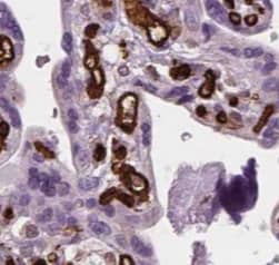 Immunohistochemistry: NTF2 Antibody (5C7) [NBP3-43008] - Immunohistochemistry of paraffin-embedded human placenta tissue slide using (NTF2 antibody) at dilution of 1:100