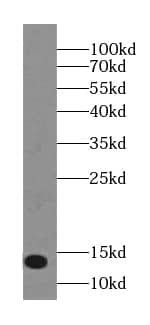 Western Blot NTF2 Antibody (5C7)