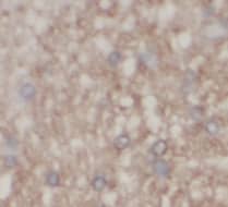 Immunohistochemistry: OXA1L Antibody (4F2) [NBP3-43011] - Immunohistochemistry of paraffin-embedded human brain slide using (OXA1L Antibody) at dilution of 1:50