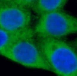 Immunocytochemistry/ Immunofluorescence: P4HA1 Antibody (4F1) [NBP3-43012] - Immunofluorescent analysis of (-20℃ Ethanol ) fixed PC-3 cells using (P4HA1 antibody) at dilution of 1:100 and Alexa Fluor 488-conjugated Goat Anti-Mouse IgG(H+L)