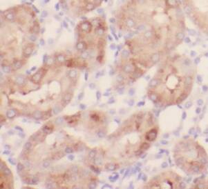 Immunohistochemistry: PLAP Antibody (8F0) [NBP3-43019] - Immunohistochemistry of paraffin-embedded human kidney tissue slide using (PLAP Antibody) at dilution of 1:200