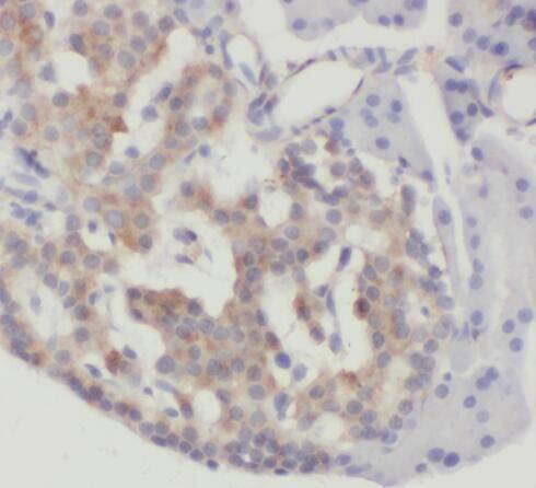 Immunohistochemistry: RBBP9 Antibody (0B7) [NBP3-43024] - Immunohistochemistry of paraffin-embedded human pancreas using (RBBP9 antibody) at dilution of 1:50