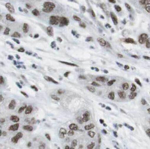 Immunohistochemistry: RBBP9 Antibody (7E10) [NBP3-43025] - Immunohistochemistry of paraffin-embedded human pancreas using (RBBP9 antibody) at dilution of 1:50