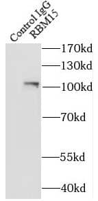 Immunoprecipitation: RBM15 Antibody (6B1) [NBP3-43026] - IP result of anti-RBM15(IP:FNab07163, 4ug; Detection:FNab07163 1:500) with HEK-293 cells lysate 2600 ug