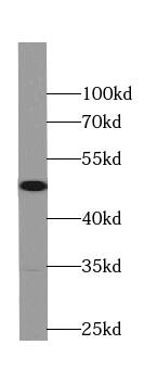 Western Blot: RPL3 Antibody (3F3) [NBP3-43030] - Western blot analysis of RPL3 in various cell lines using Fine Test antibody FNab07430