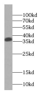 Western Blot: SGTA Antibody (9E10) [NBP3-43034] - HepG2 cells were subjected to SDS PAGE followed by western blot with (SGTA Antibody) at dilution of 1:4000