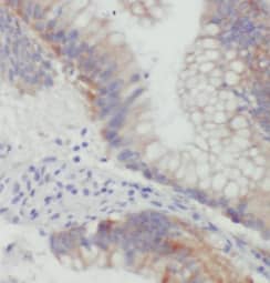 Immunohistochemistry: ST6 Sialyltransferase 6/ST6GALNAC6 Antibody (1F4) [NBP3-43040] - Immunohistochemistry of paraffin-embedded mouse colon tissue slide using (ST6 Sialyltransferase 6/ST6GALNAC6 Antibody) at dilution of 1:200