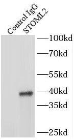 Immunoprecipitation: SLP-2 Antibody (5D10) [NBP3-43042] - IP Result of anti-SLP-2 (IP:FNab08347, 4ug; Detection:FNab08347 1:1000) with mouse brain tissue lysate 4000ug.