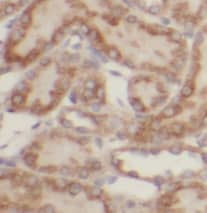 Immunohistochemistry: TEL2 Antibody (8B6) [NBP3-43043] - Immunohistochemistry of paraffin-embedded human kidney tissue slide using (TEL2 Antibody) at dilution of 1:200