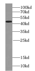 Western Blot: TIMM44 Antibody (0E2) [NBP3-43045] - HeLa cells were subjected to SDS PAGE followed by western blot with (TIMM44 antibody) at dilution of 1:1000