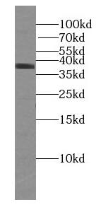 Western Blot: U2AF35 Antibody (1E9) [NBP3-43059] - HeLa cells were subjected to SDS PAGE followed by western blot with (U2AF35 Antibody) at dilution of 1:1000