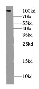 Western Blot: USP1 Antibody (8F7) [NBP3-43060] - HepG2 cells were subjected to SDS PAGE followed by western blot with (USP1 Antibody) at dilution of 1:2000